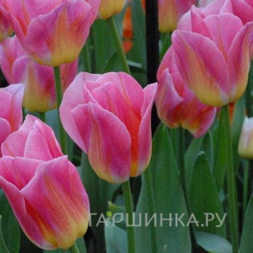 Тюльпан Том Пус Триумф 5шт.