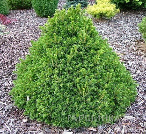 Ель Томпа обыкновенная