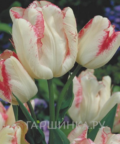 Тюльпан Тукан многоцветковый 4шт