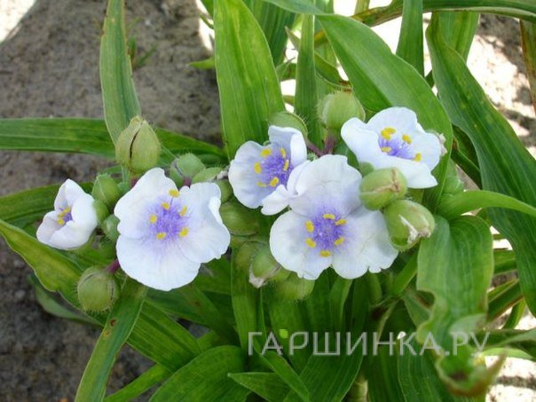 Традесканция Angel Eyes