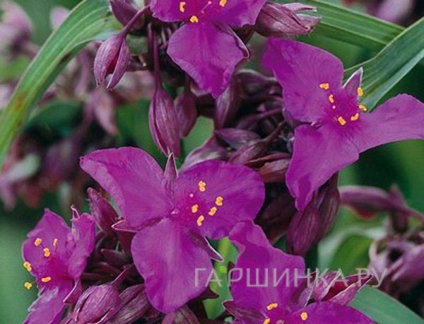 Традесканция Ред Грейп