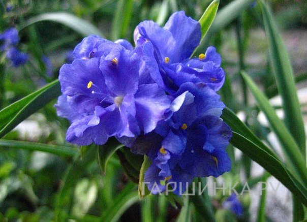 Традесканция Церулеа плена