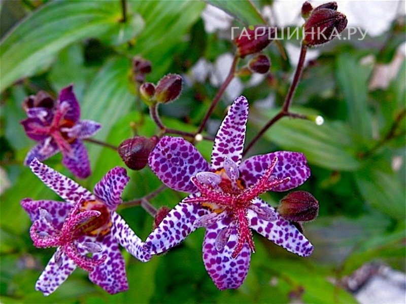 Трициртис Дак Бьюти