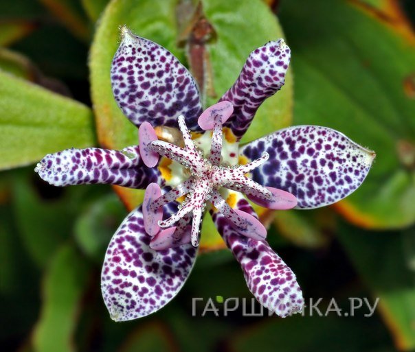 Трициртис коротковолосистый