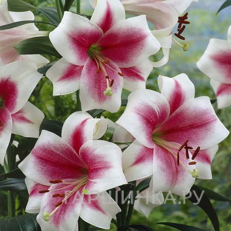 Лилия Триумфатор лонгифлорум /2шт