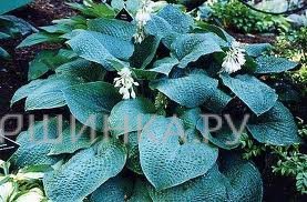 Хоста True Blue (M)