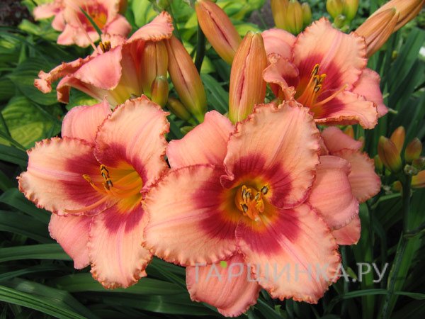 Лилейник True Grit