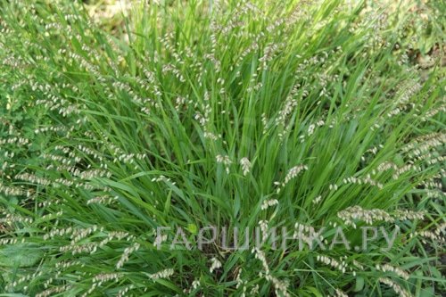 Трясунка средняя