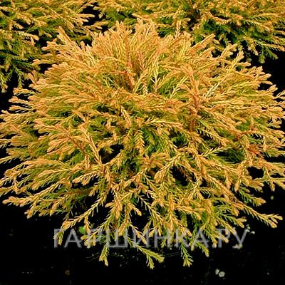 Туя западная Голден Таффет