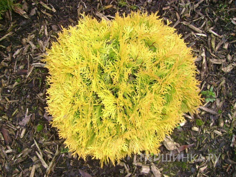 Туя шаровидная Амбер Глоу