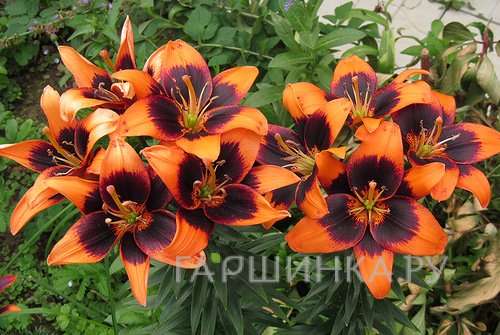 Лилия Тусом азиатская / 2шт