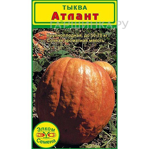 Тыква крупноплодная Атлант (5 сем.)