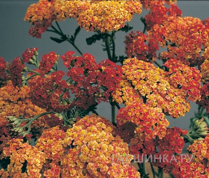 Тысячелистник Вальтер Функе