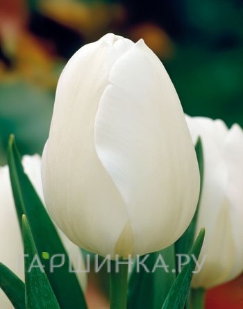 Тюльпан Антартика Триумф 5 шт