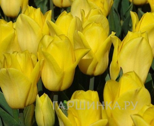 Тюльпан Баллада Голд 5шт.
