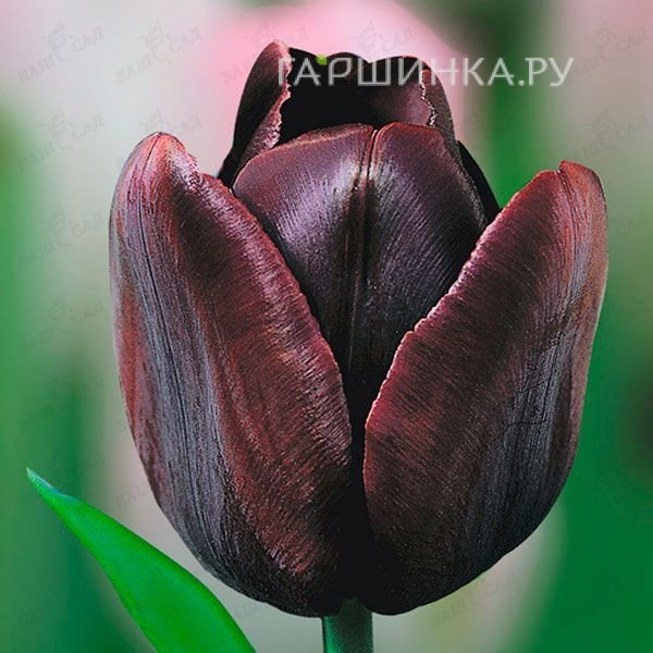 Тюльпан Кафе Нуар 5шт