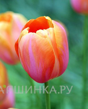 Тюльпан Дордогне простой поздний 5шт