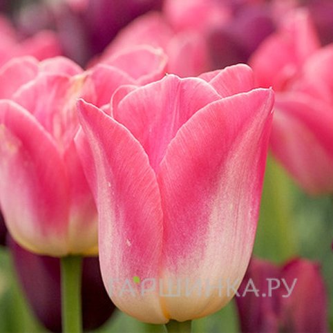 Тюльпан Династия Триумф 5шт