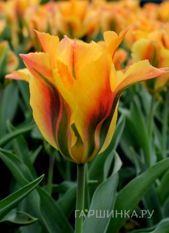 Тюльпан Голден Артист зеленоцветный 4шт/уп