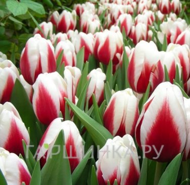 Тюльпан Гуус Папендрехт, Триумф 5 шт