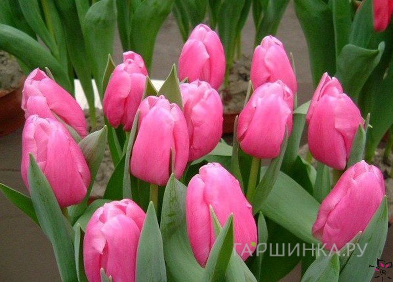 Тюльпан Джамбо Пинк Дарвина 5шт.