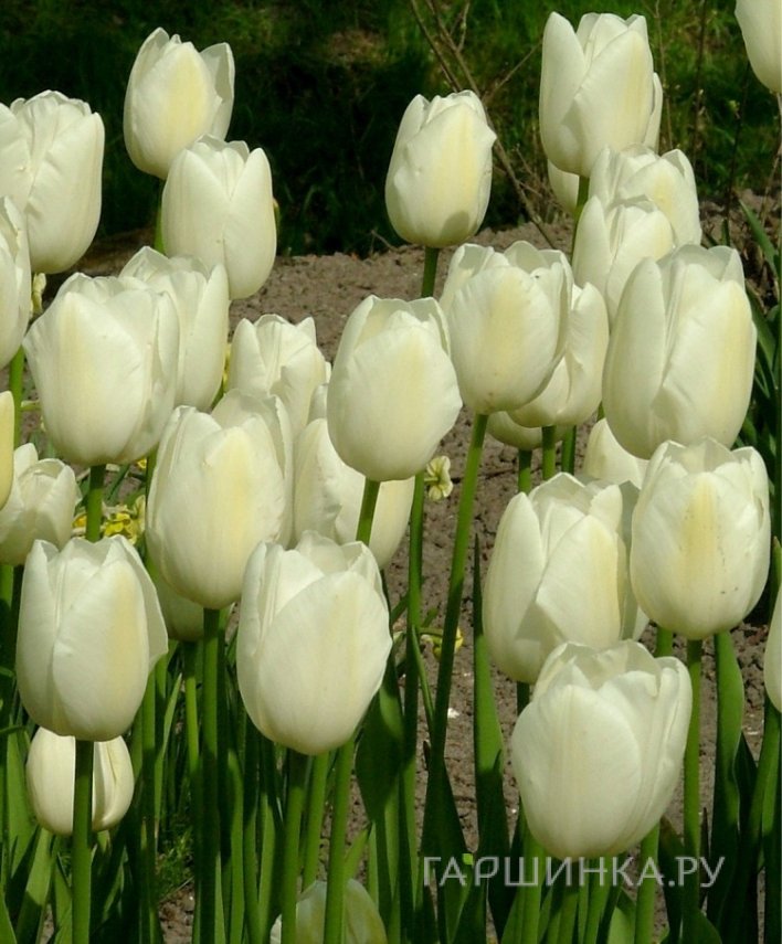 Тюльпан Маурин простой поздний 5шт.