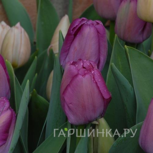 Тюльпан Пепл Прайд Дарвина 5шт.