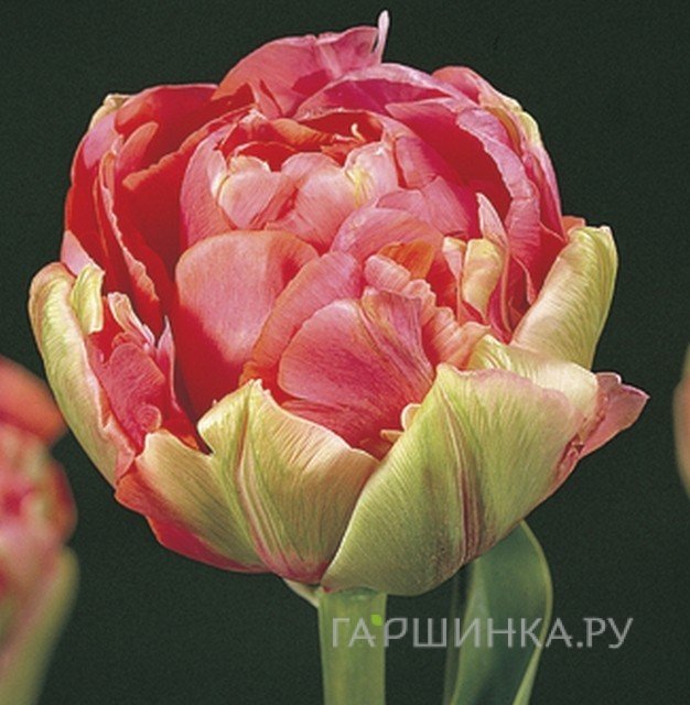 Тюльпан Ренайн Юник махровый 4шт.