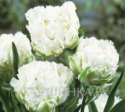 Тюльпан Сноу Кристал 3 шт