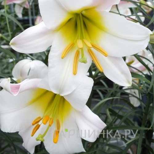 Лилия Вайт Пленет трубчатая