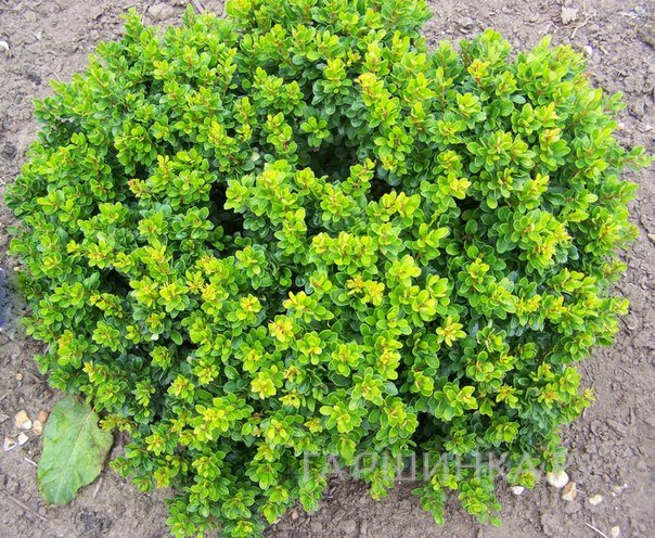 Барбарис Тунберга Кобольд