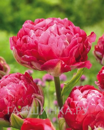 Тюльпан Ап Пинк махровый 5шт