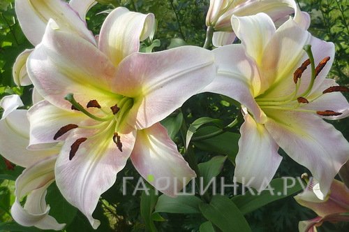 Лилия Урэнди ОТ-гибрид /2шт