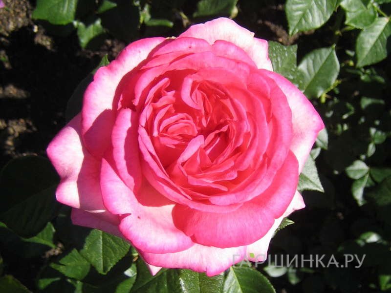 Роза Велета чайно-гибридная Imperial Rose