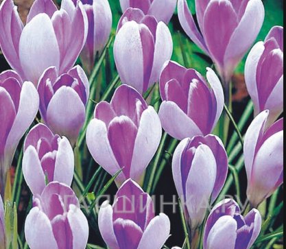 Крокус Вангард 10 шт