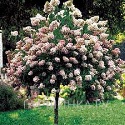 Гортензия Ванила Фрайз на штамбе 80см