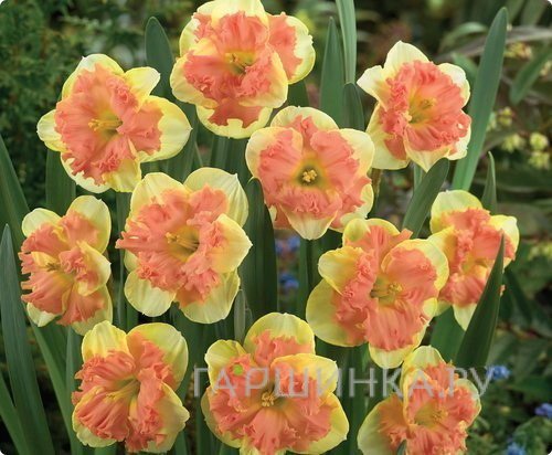 Нарцисс Ванилла Пич гофрир.коронка 5шт.