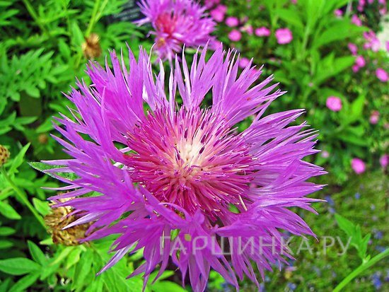 Василек подбеленный Штейнберга