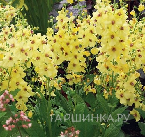 Вербаскум (коровяк) Гейнсборо