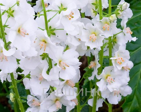 Вербаскум (коровяк) Флаш оф Уайт