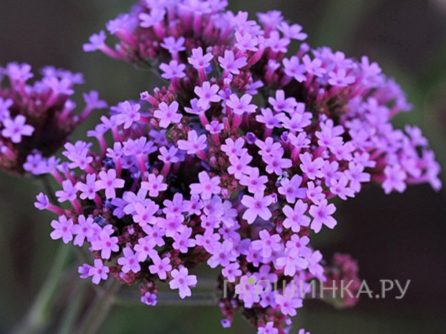 Вербена Лолипоп