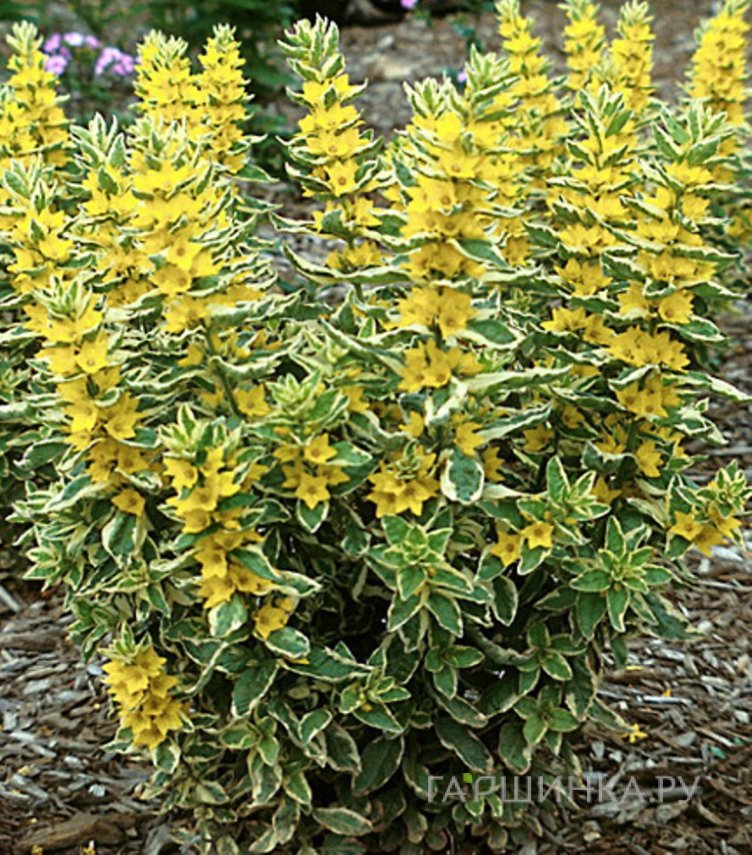 Вербейник точечный Александр