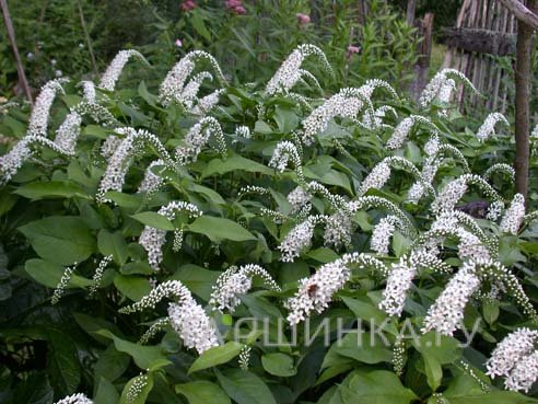 Вербейник ландышевый (клетровидный)