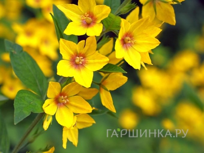 Вербейник обыкновенный