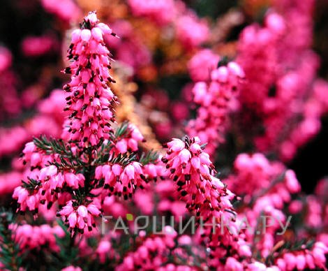 Эрика Крамерс Рот