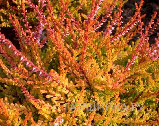 Вереск Orange Queen