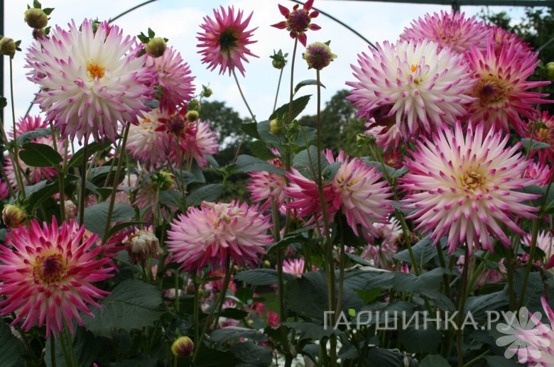 Георгина Веритейбл кактусовидная