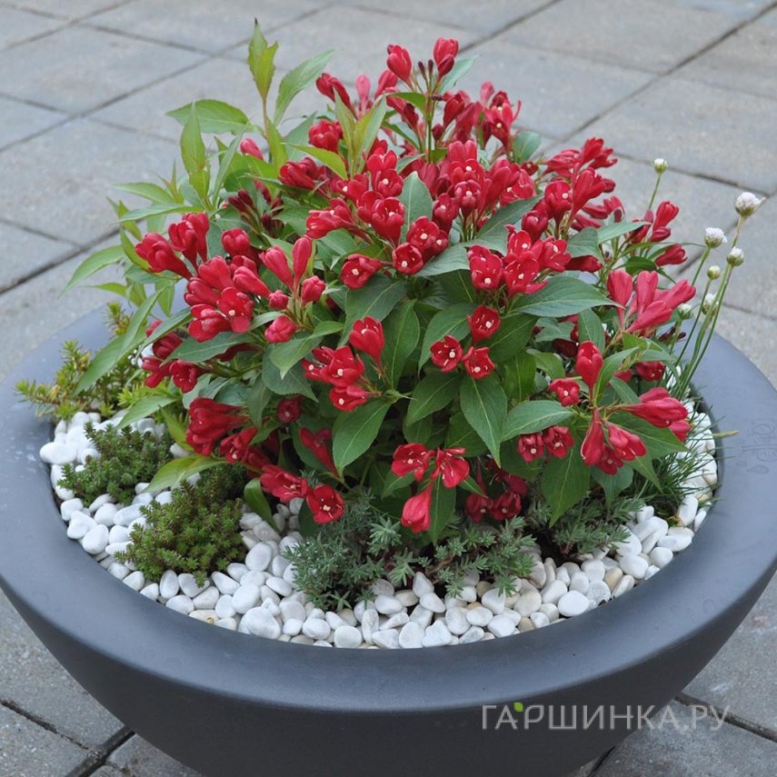 Вейгела Олл Саммер Ред