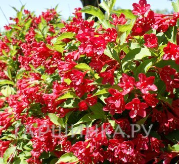 Вейгела Ред Принц.