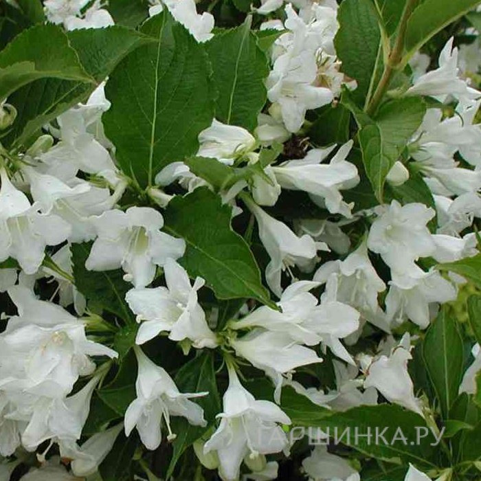 Вейгела Сноуфлейк